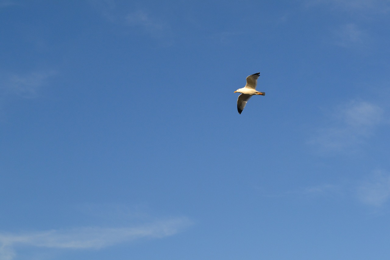 seagull bird sky free photo