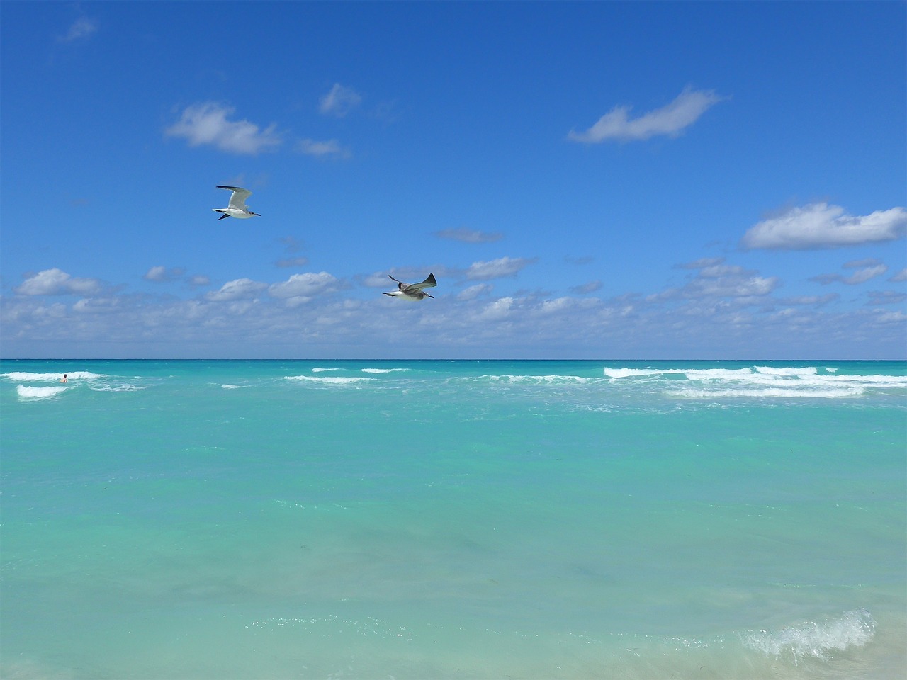 seagull cuba beach free photo