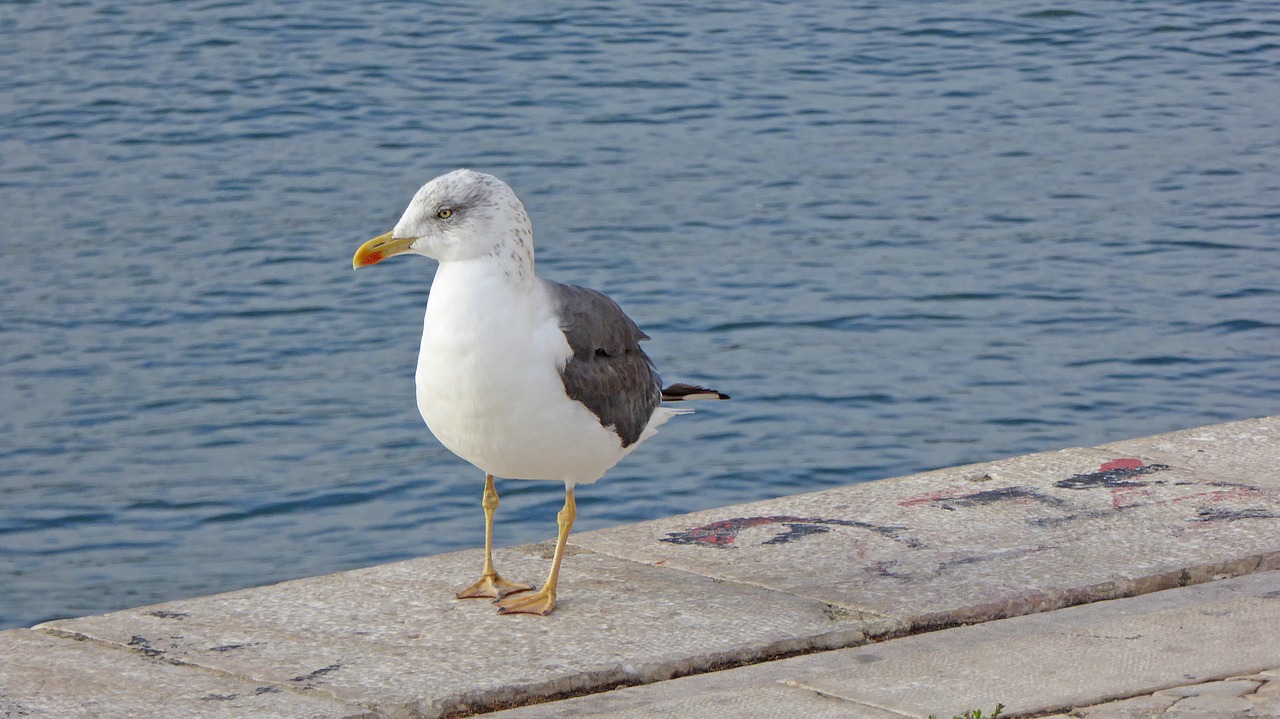 seagull bird portugal free photo