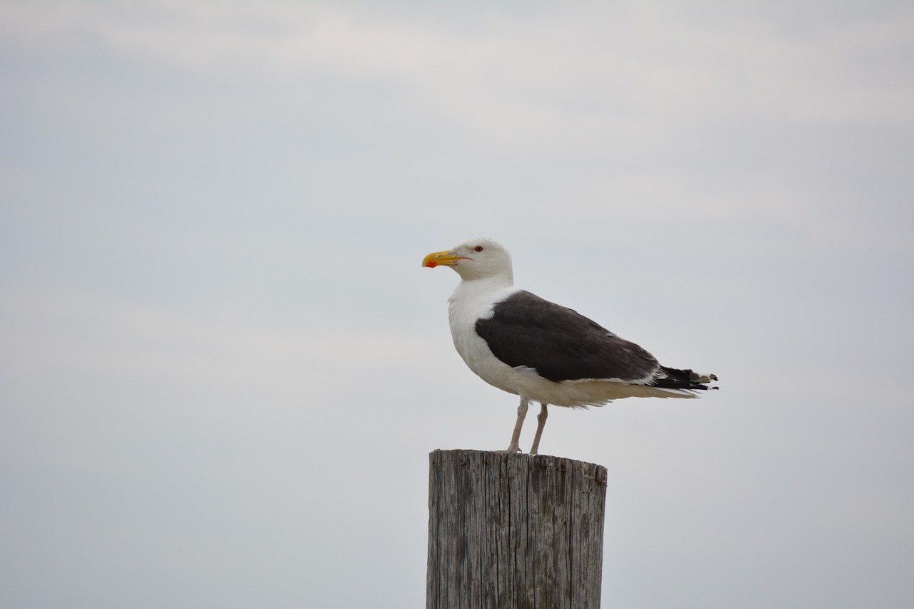 seagull gull sea free photo