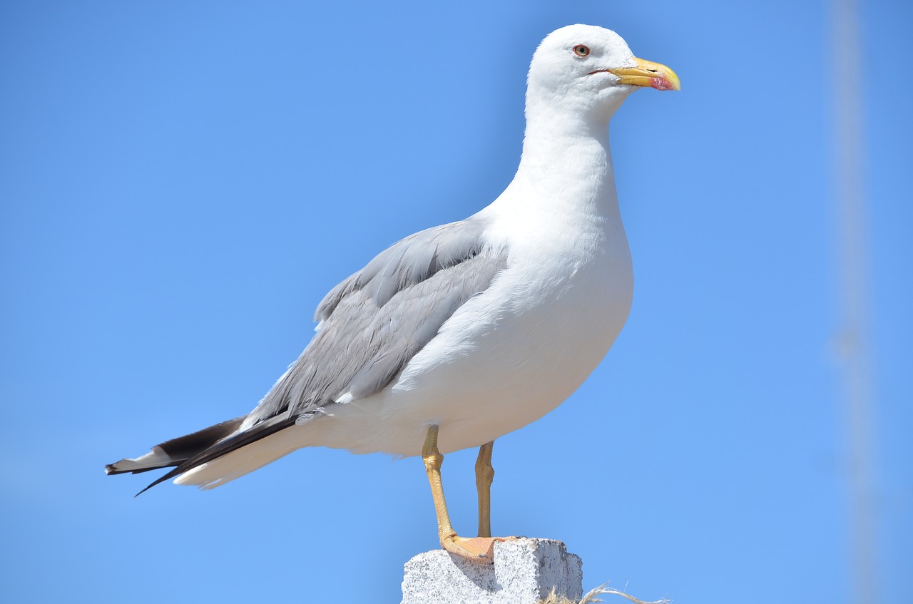 seagull bird sky free photo