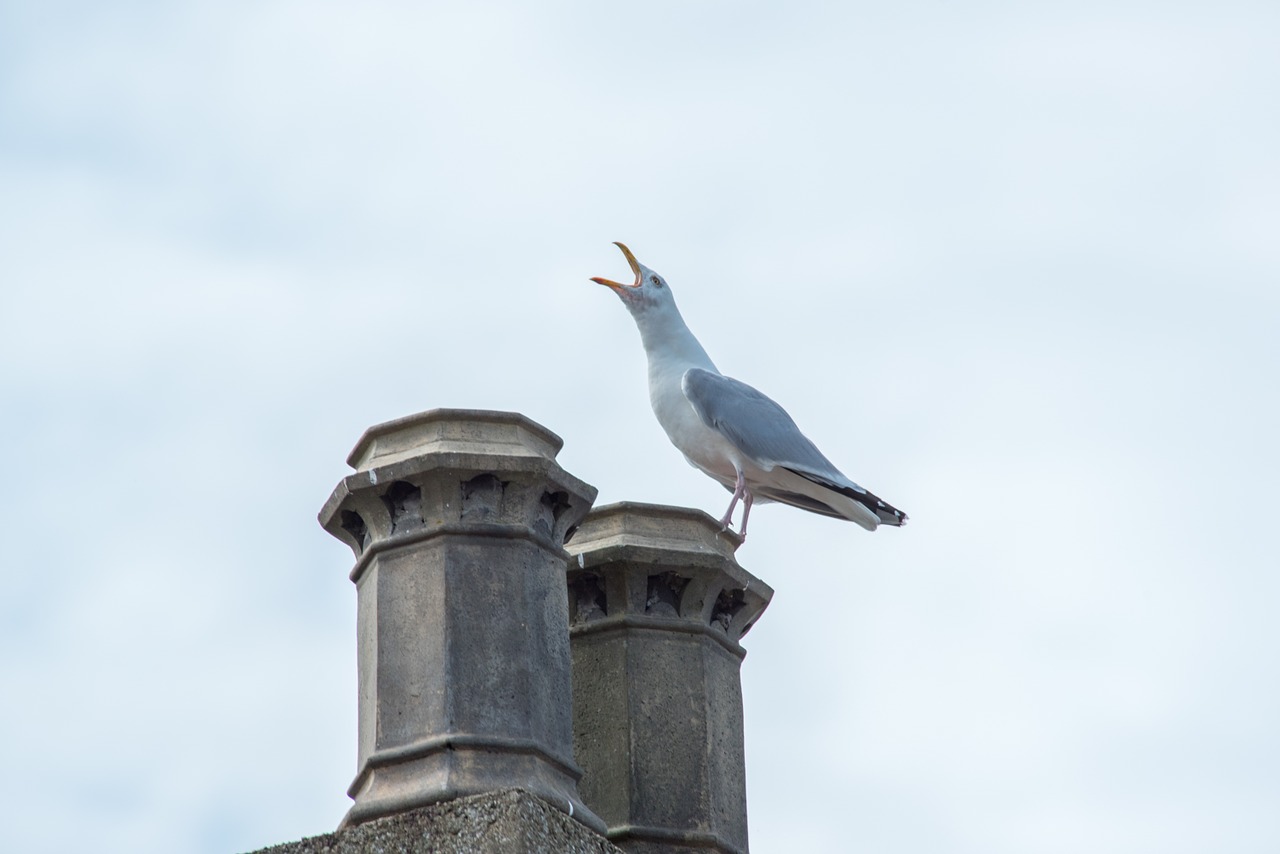 seagull bird white free photo