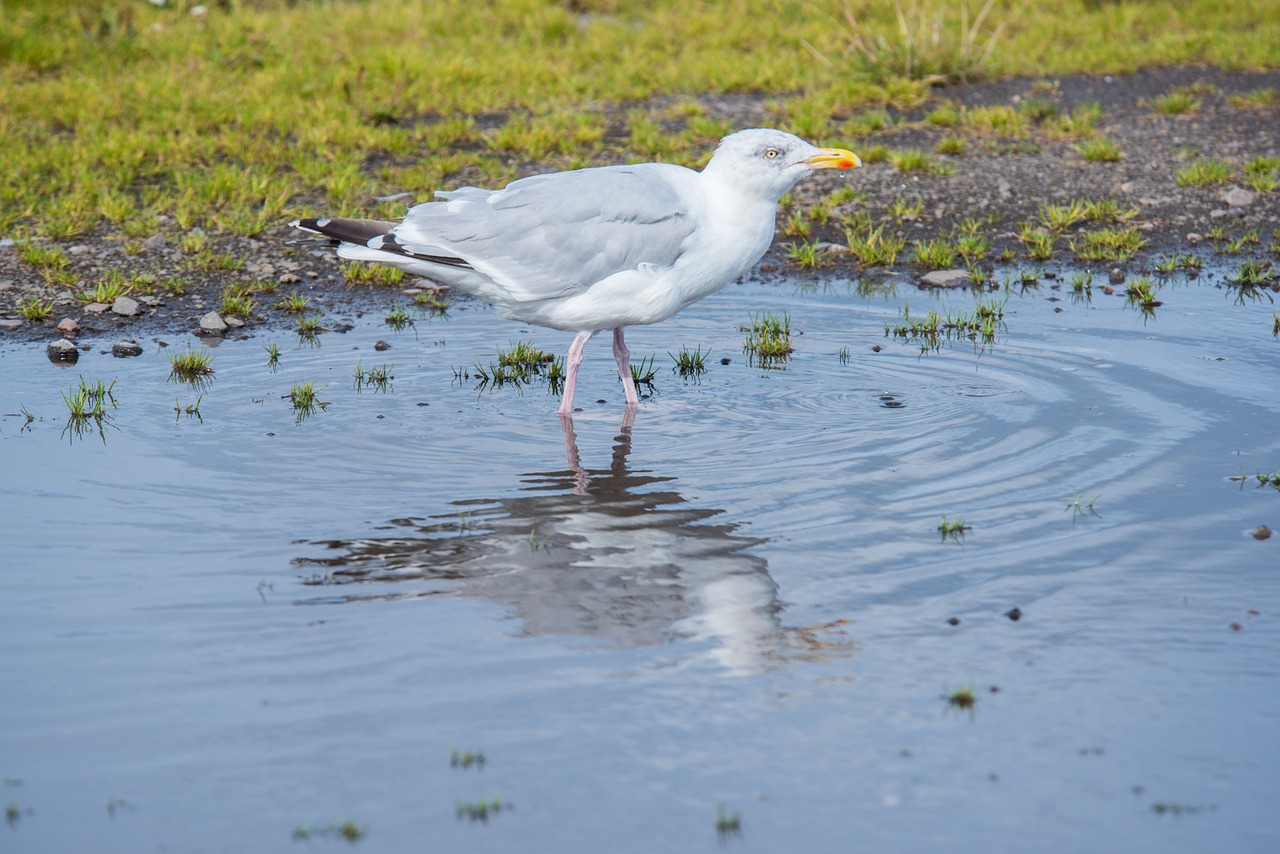 seagull bird white free photo