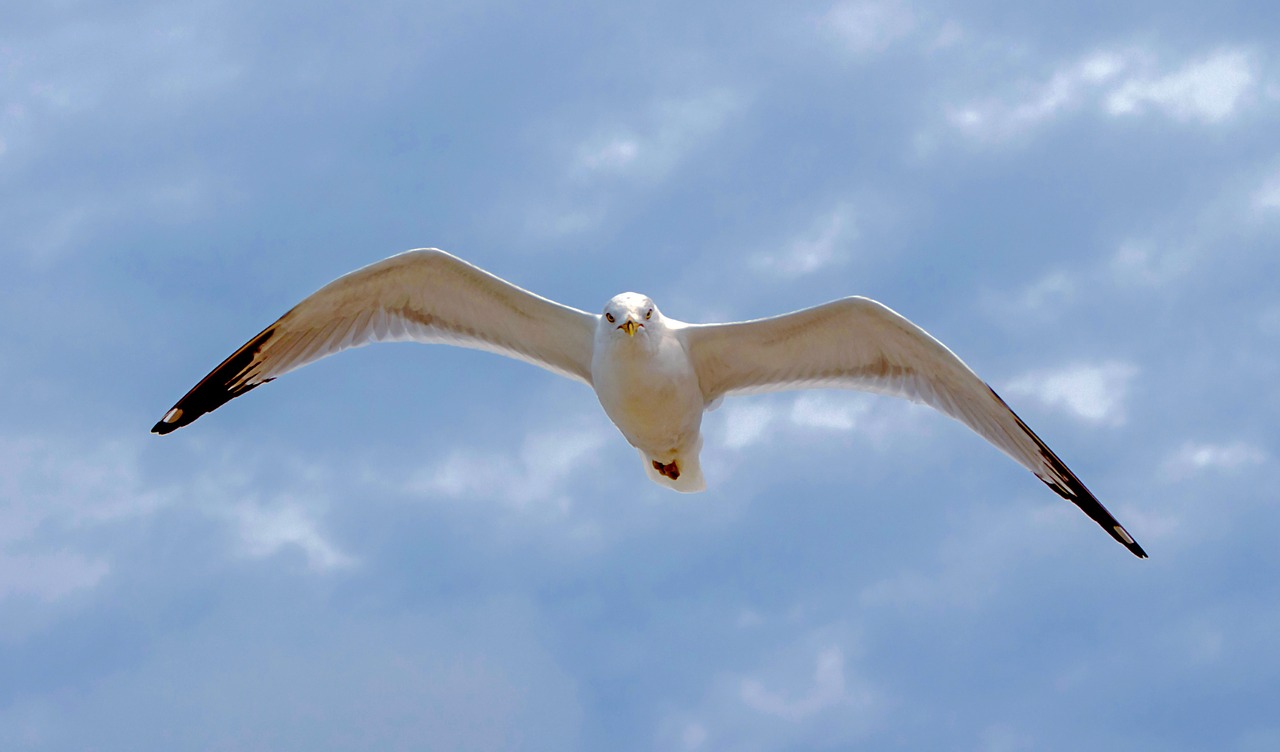 seagull flying sky free photo