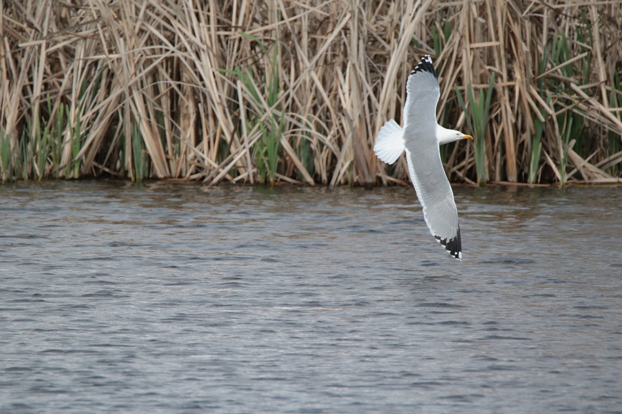 seagull pond lake free photo