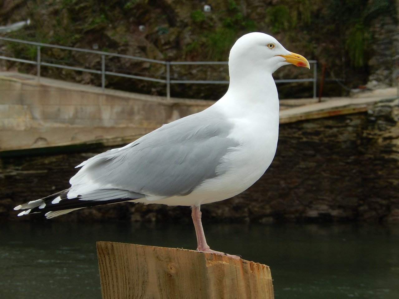 seagull looe cornwall free photo