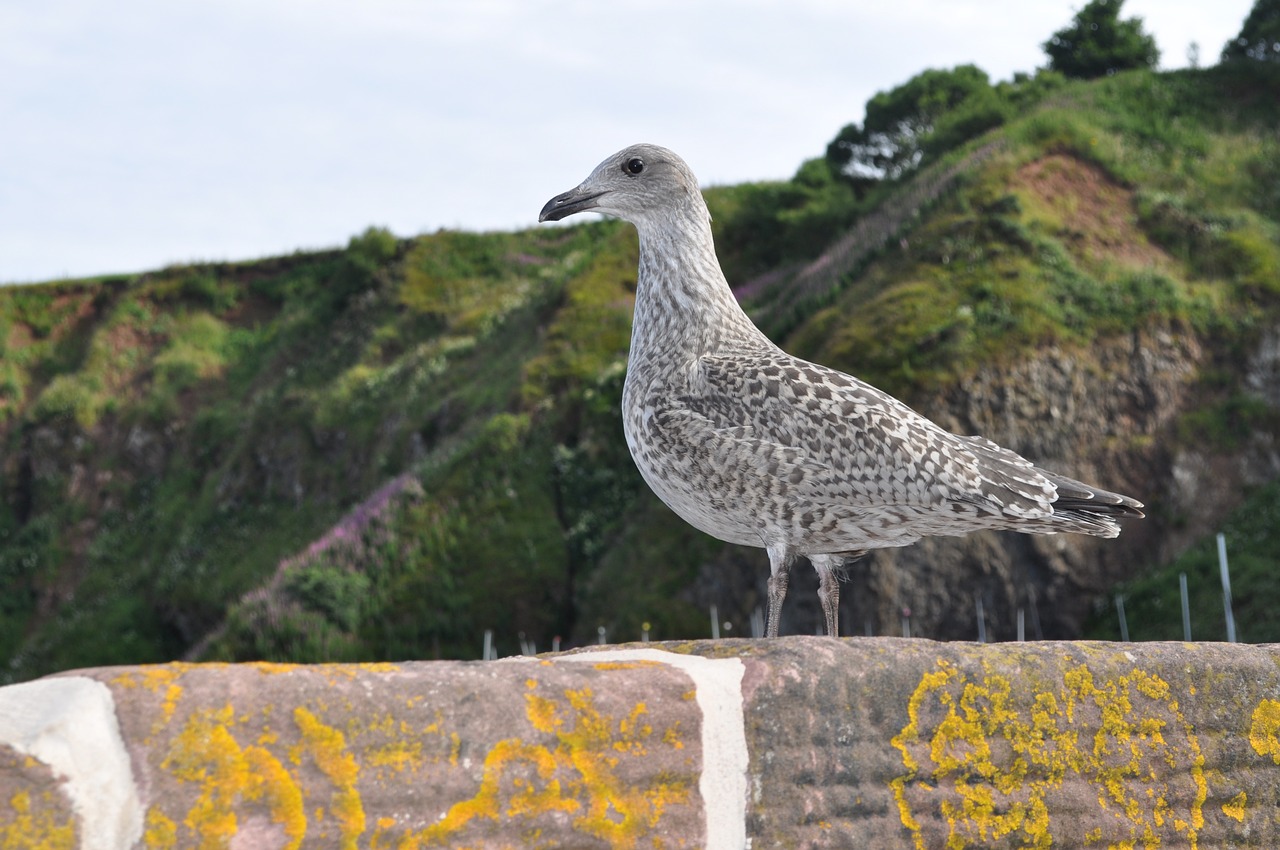 seagull stonehaven wall free photo