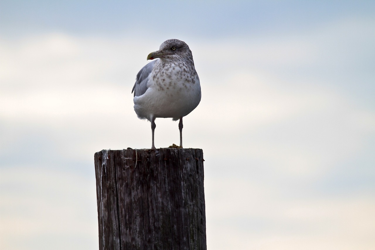 seagull perched bird free photo