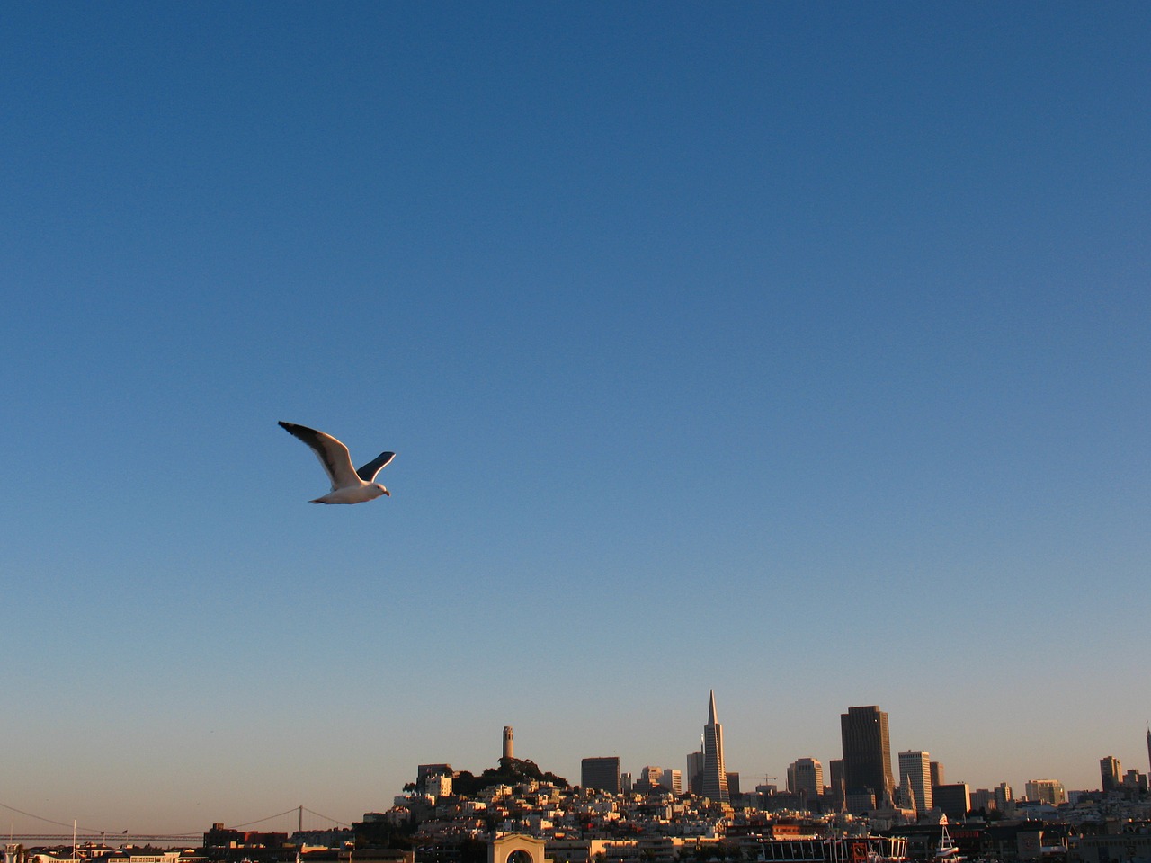 seagull san francisco sky free photo