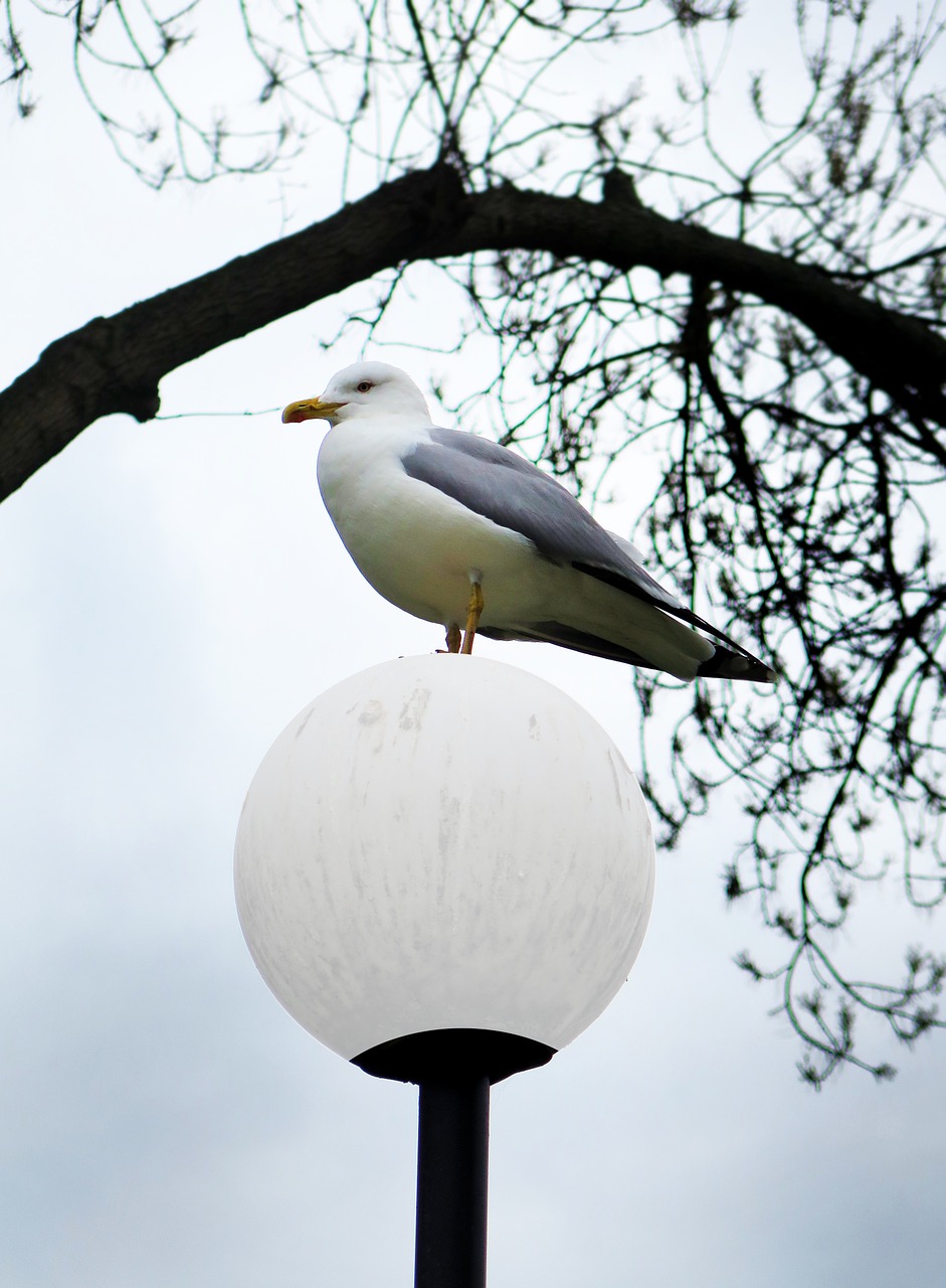 seagull bird nature free photo