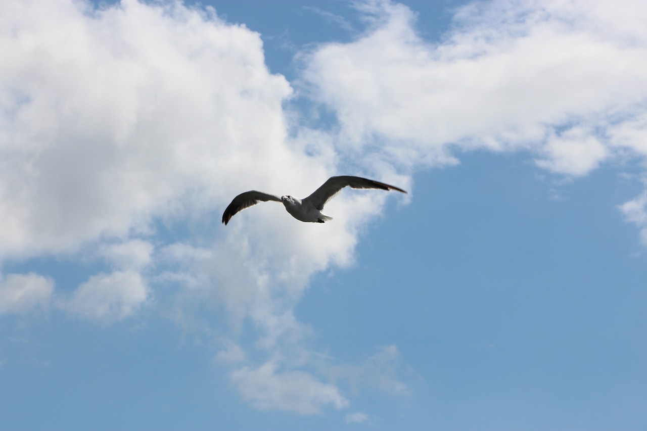 seagull clouds sky free photo