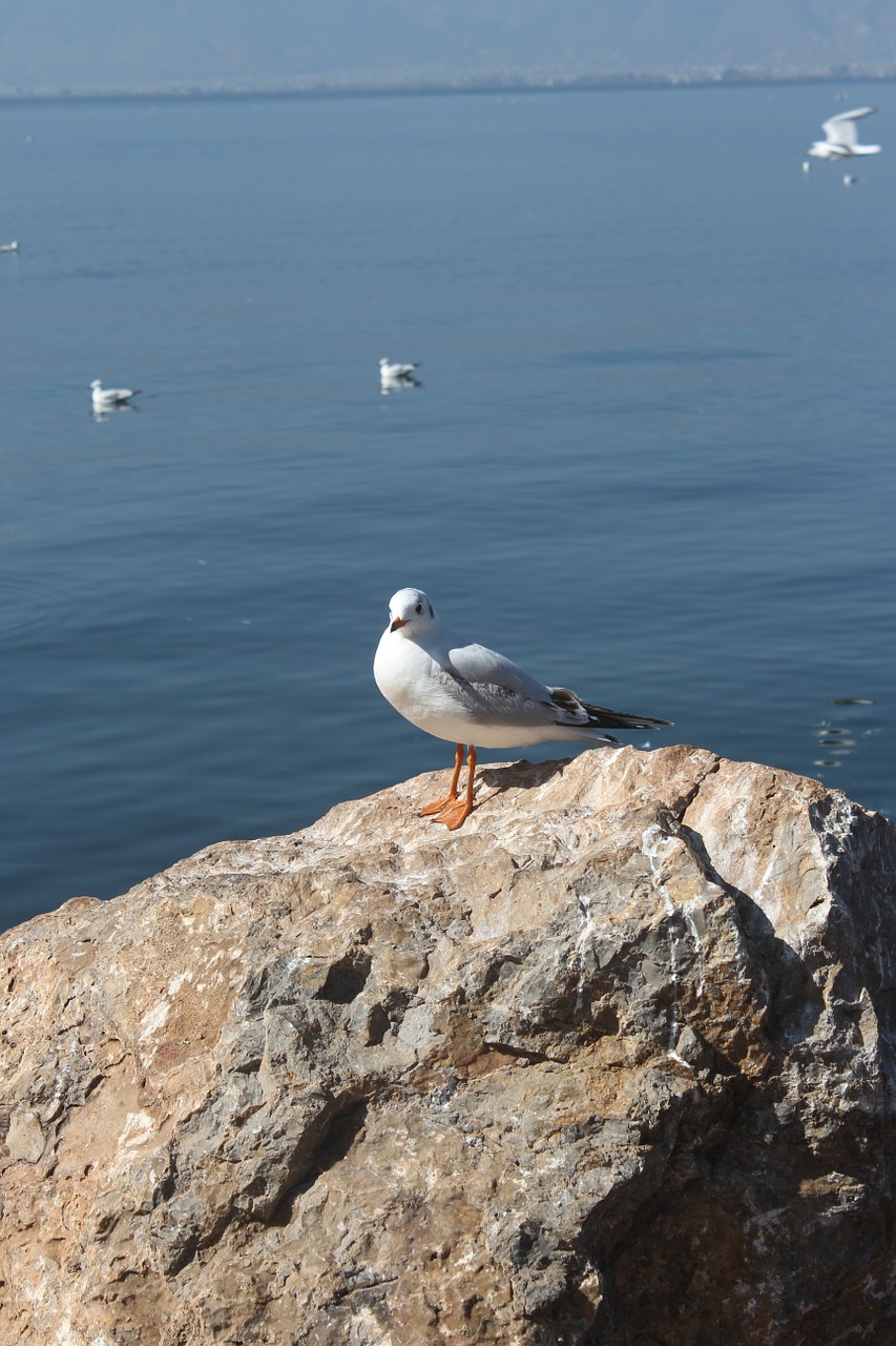 seagull erhai lake stone free photo