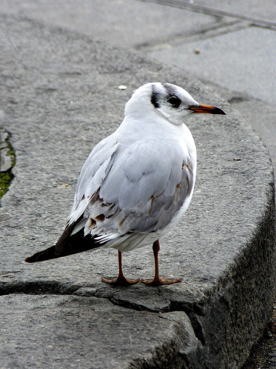 seagull bird close free photo