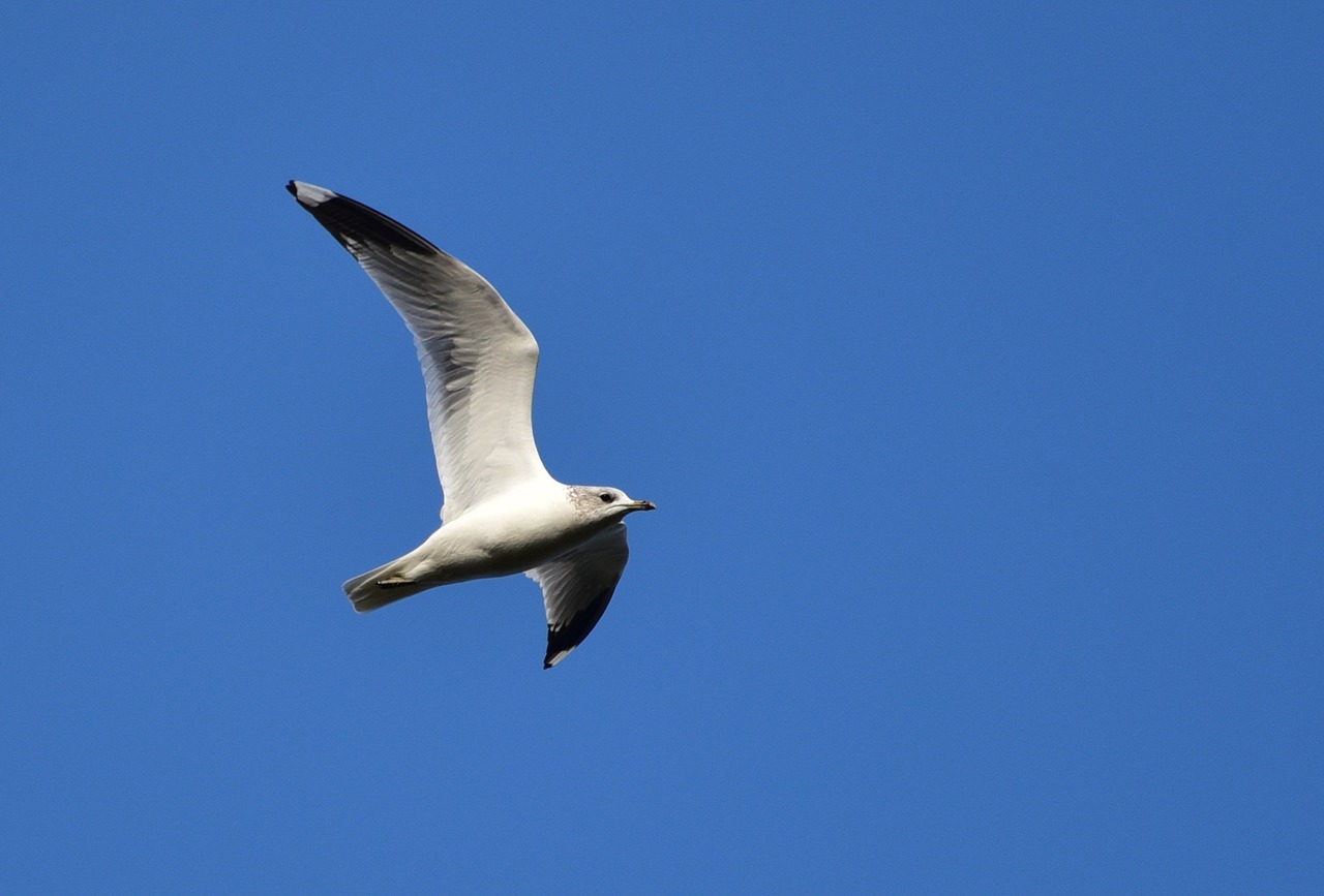 seagull fly sky free photo