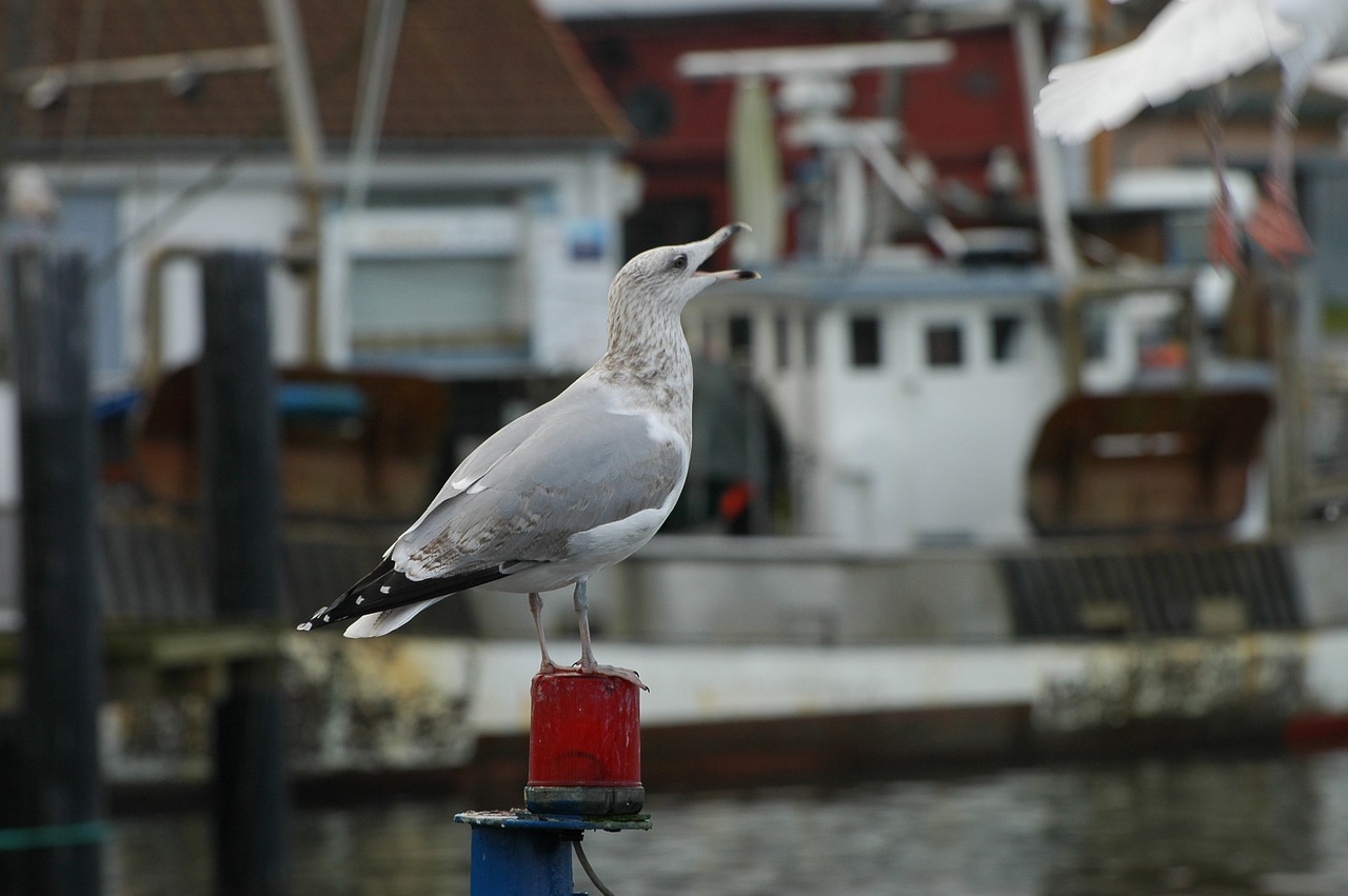 seagull port baltic sea free photo