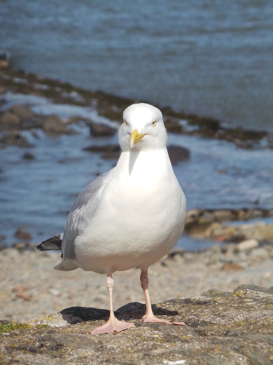 seagull beach bird free photo