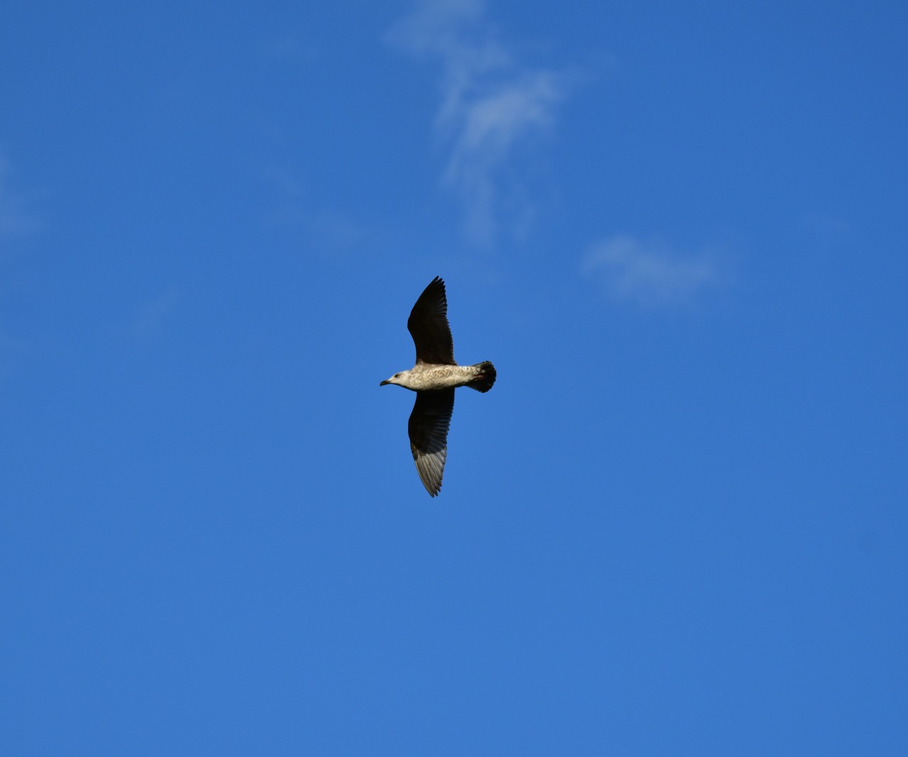 seagull water bird feather free photo