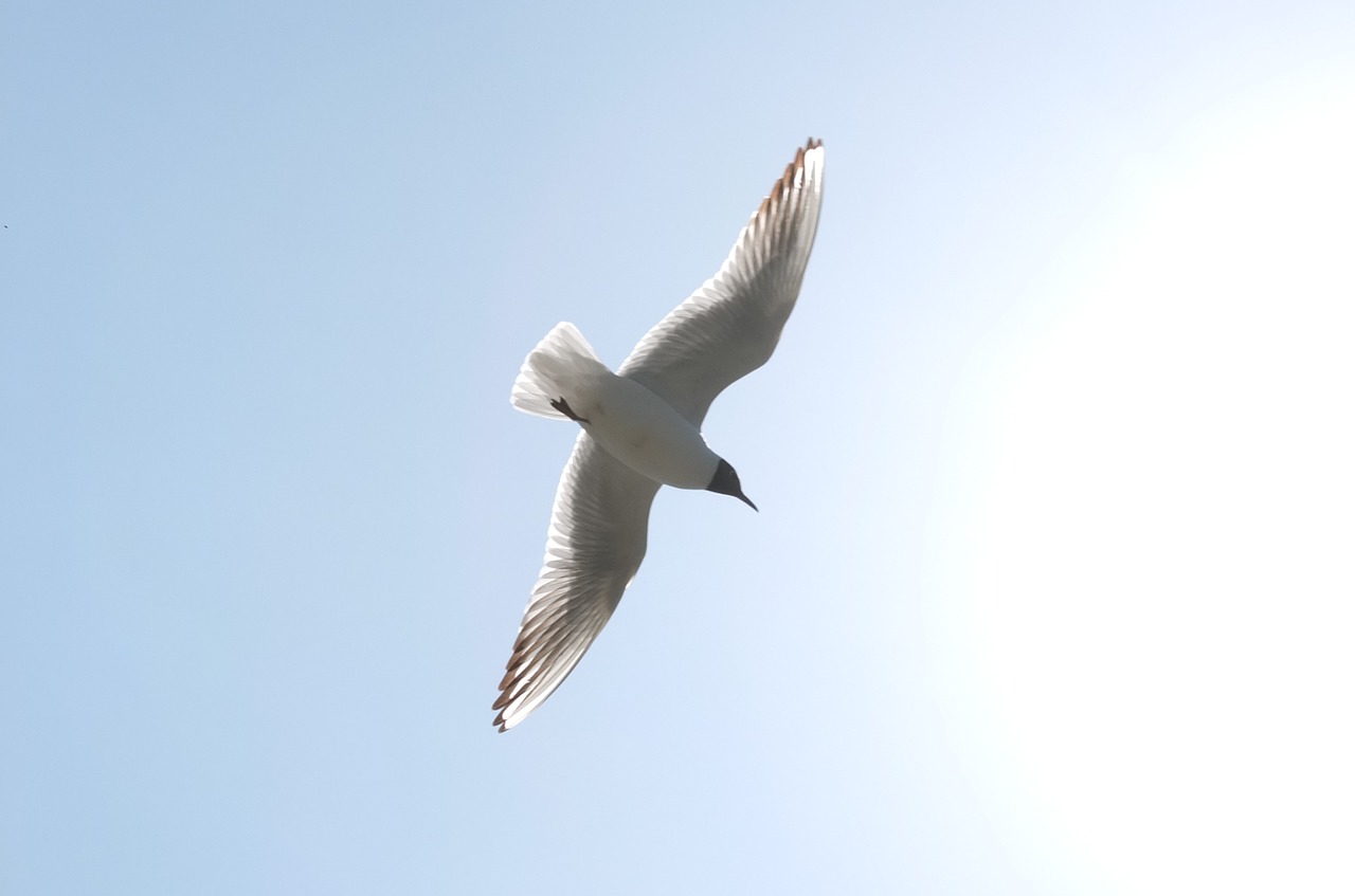 seagull sky kunming free photo