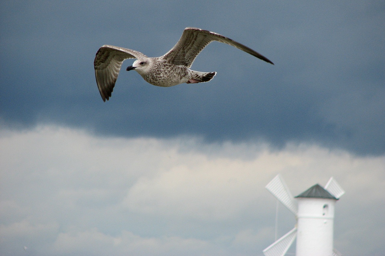 seagull bird wings free photo