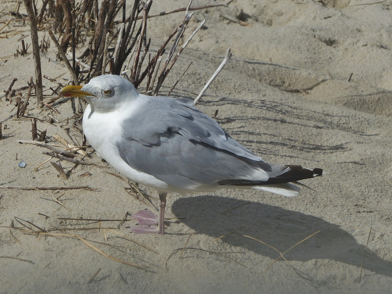 seagull sand bird free photo