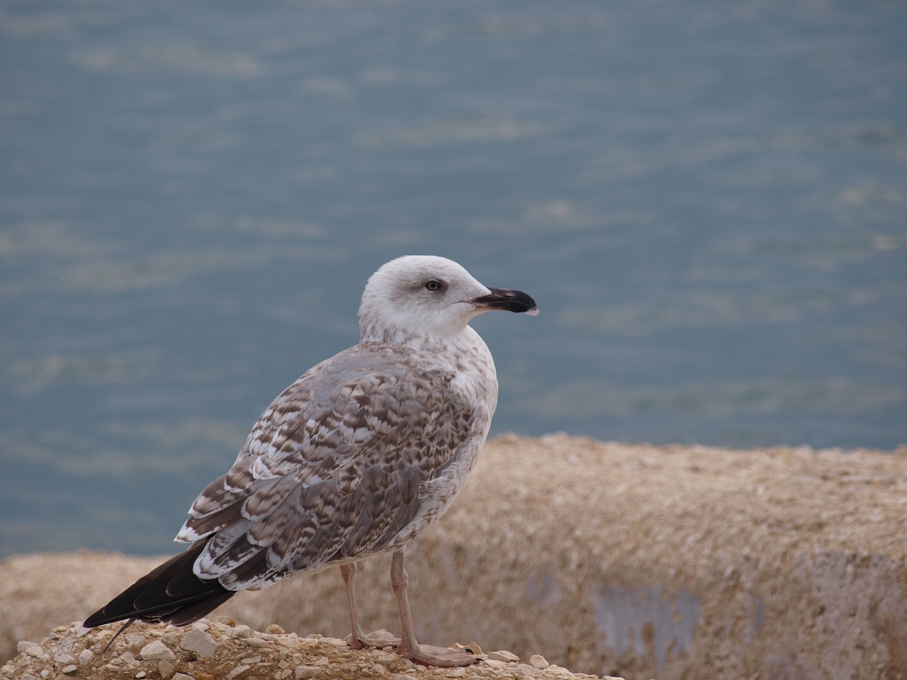 seagull sea landscape free photo