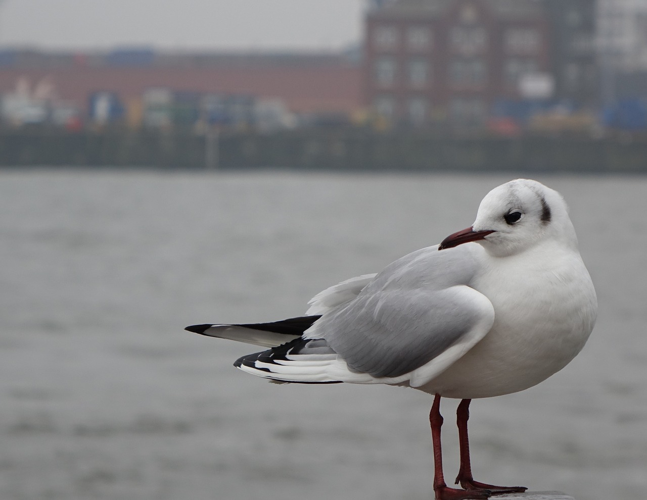 seagull diva bird free photo