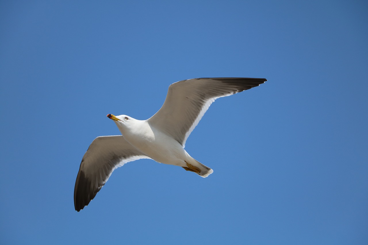 seagull new flight free photo