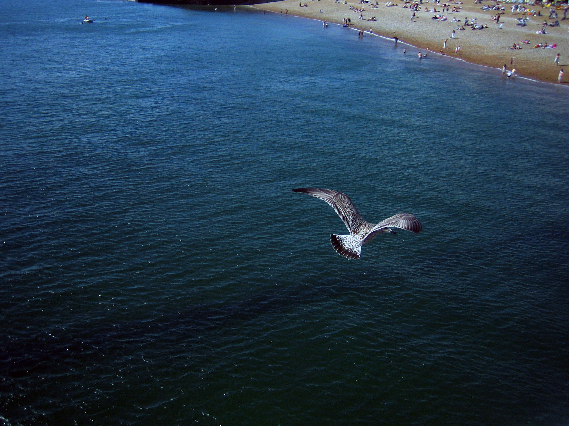 brighton seagull sea free photo