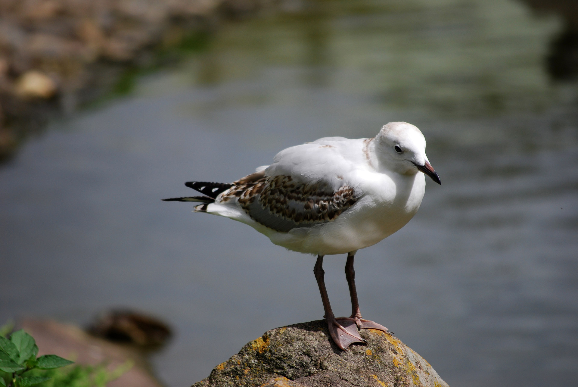 seagull rock seagull free photo