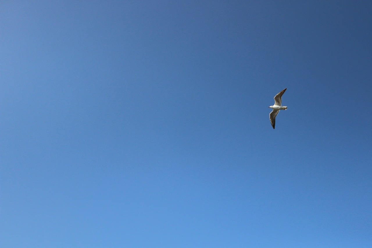 seagull background blue sky free photo