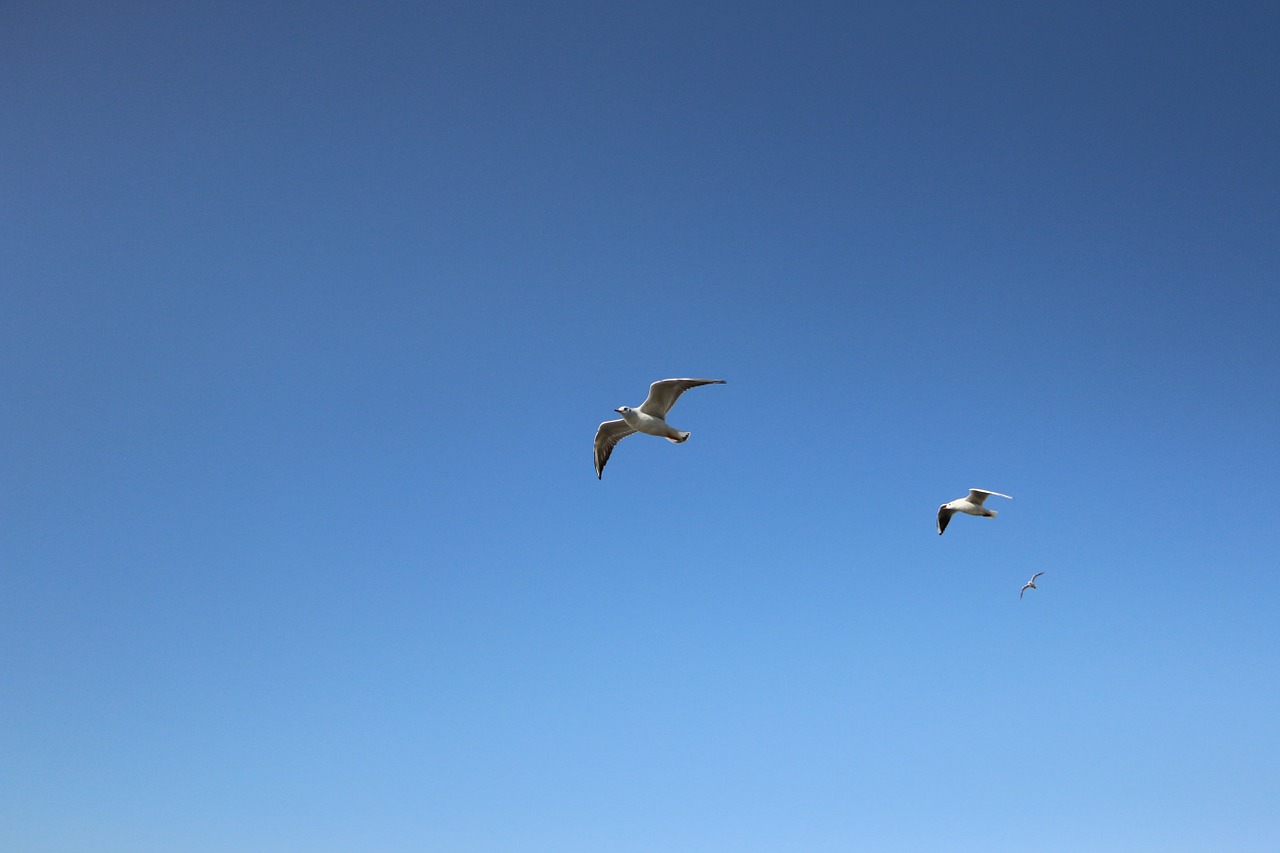 seagull background blue sky free photo