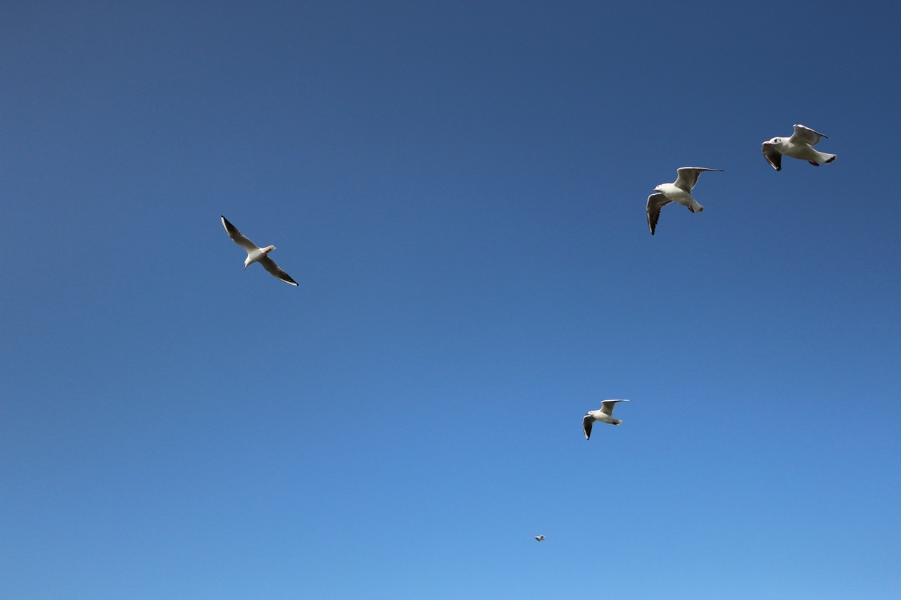 seagull background blue sky free photo