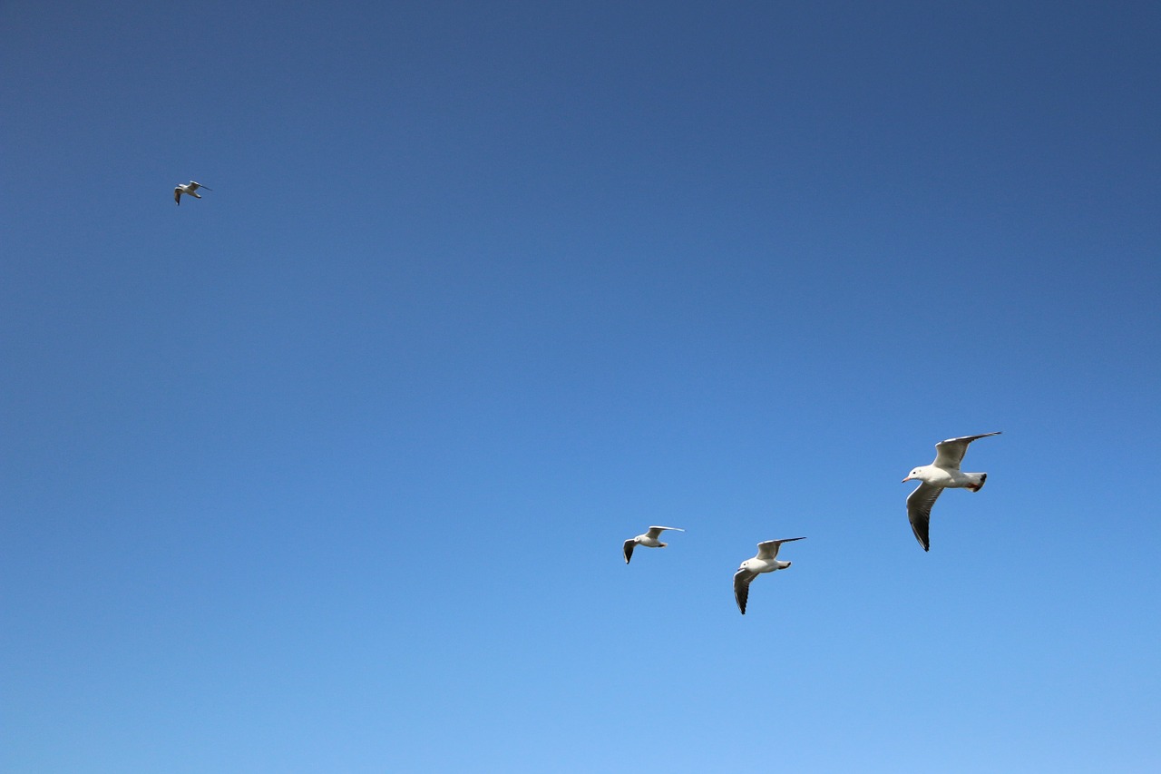 seagull background blue sky free photo