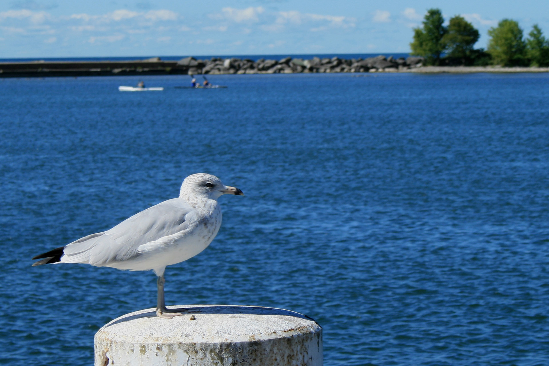 seagull bird water free photo