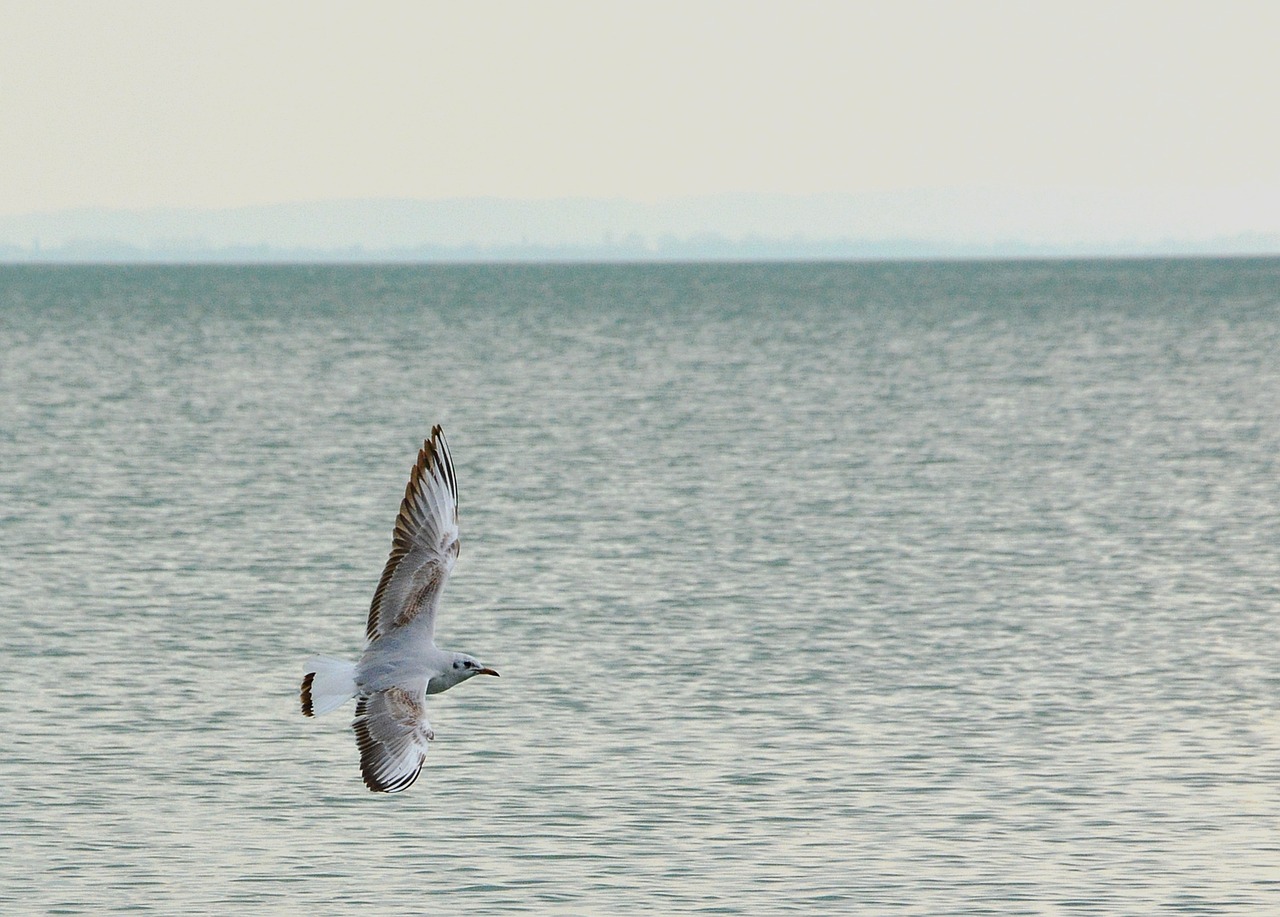 seagull bird water free photo