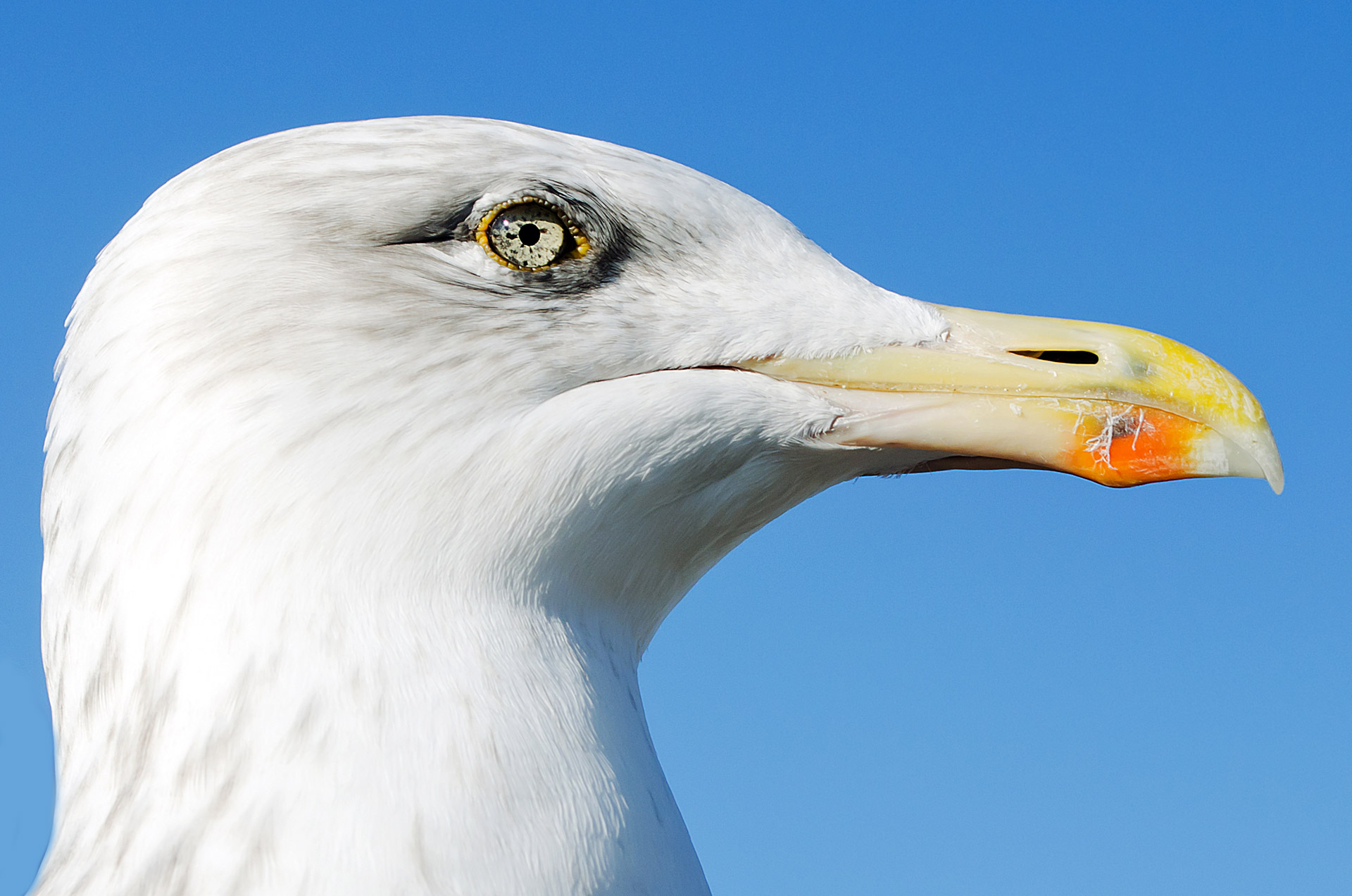 animals background beak free photo