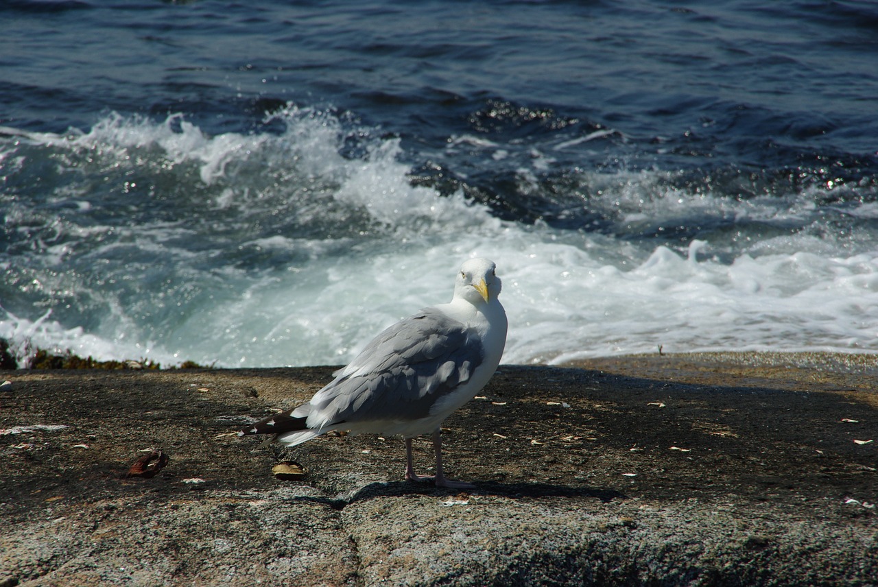 seagull sea holiday free photo