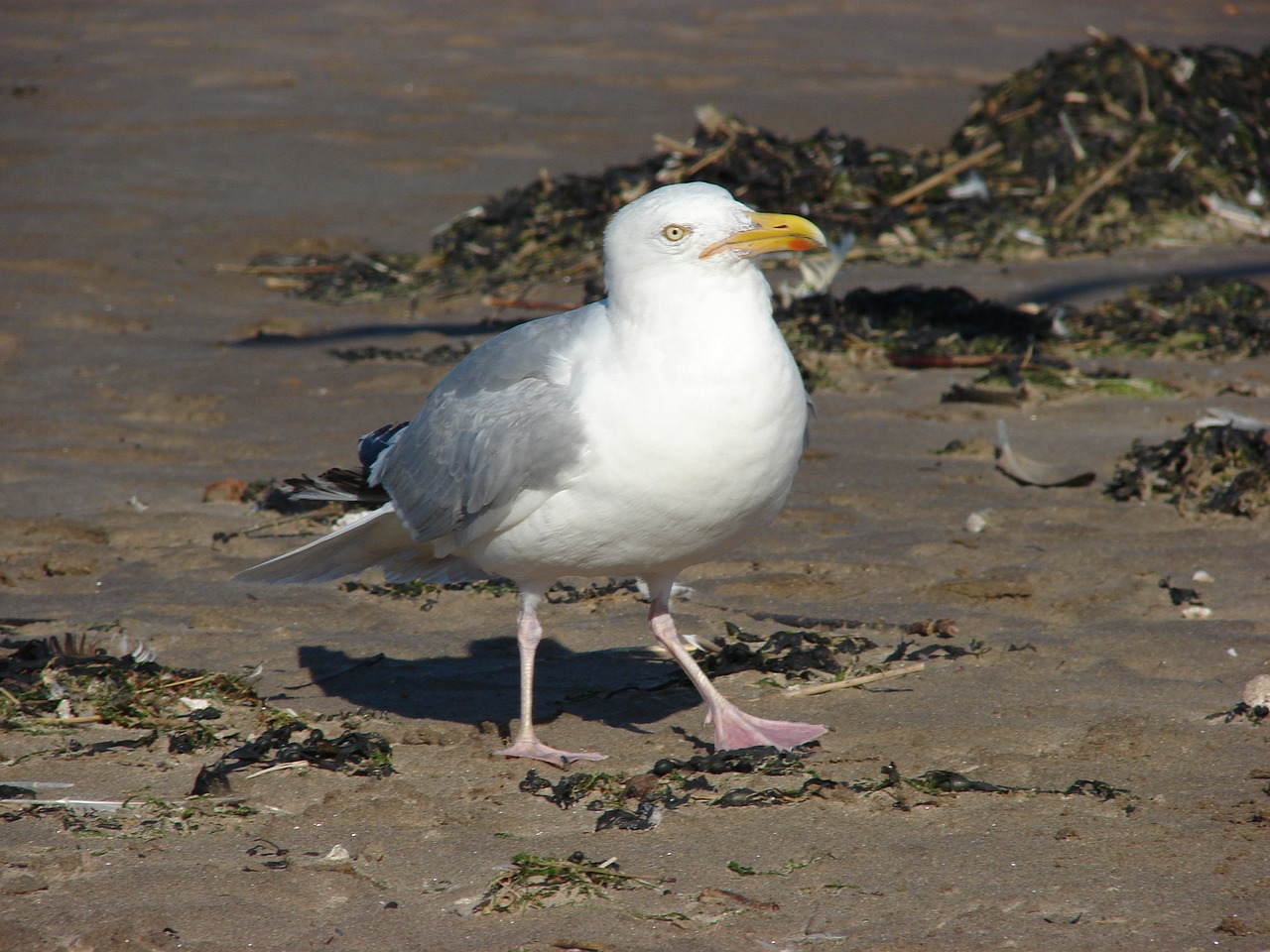 seagull bird nature free photo