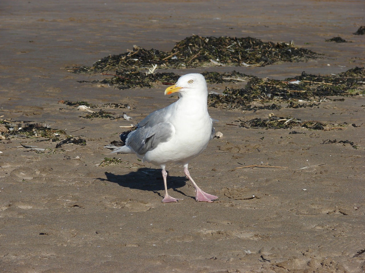 seagull sea scotland free photo