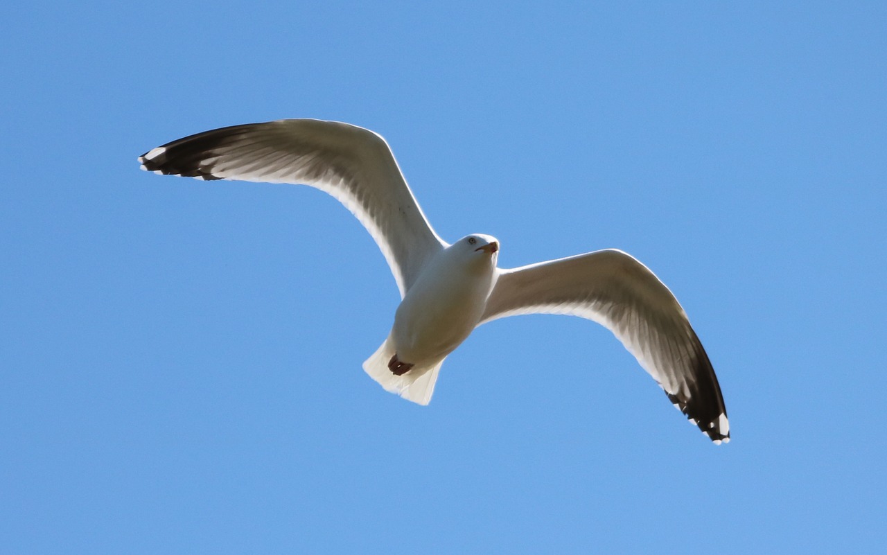 seagull flying bird free photo