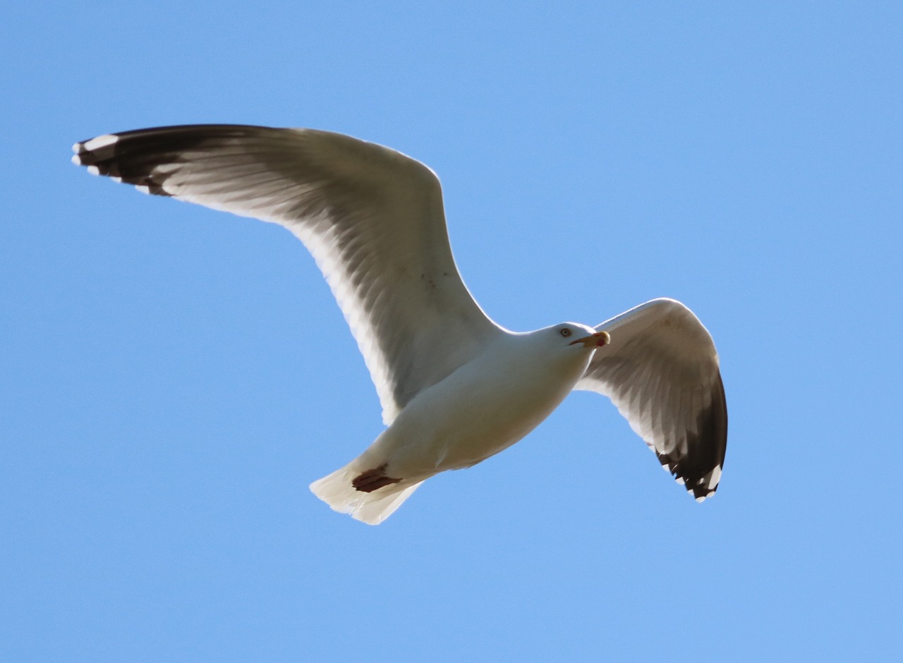seagull flying bird free photo