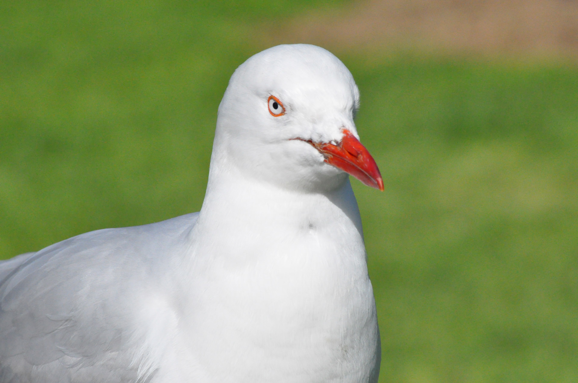 seagull bird feathers free photo