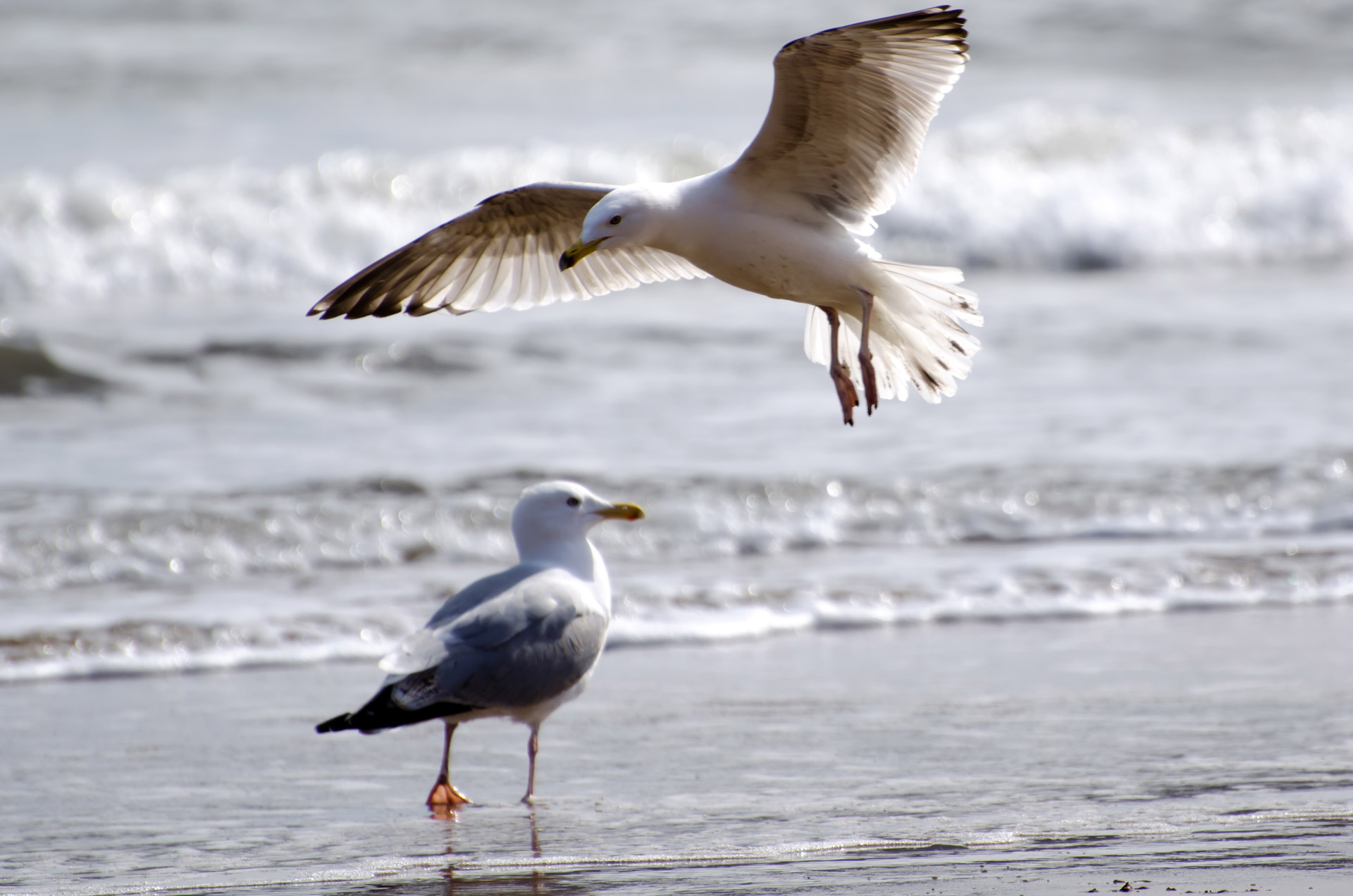 seagull flying gull free photo