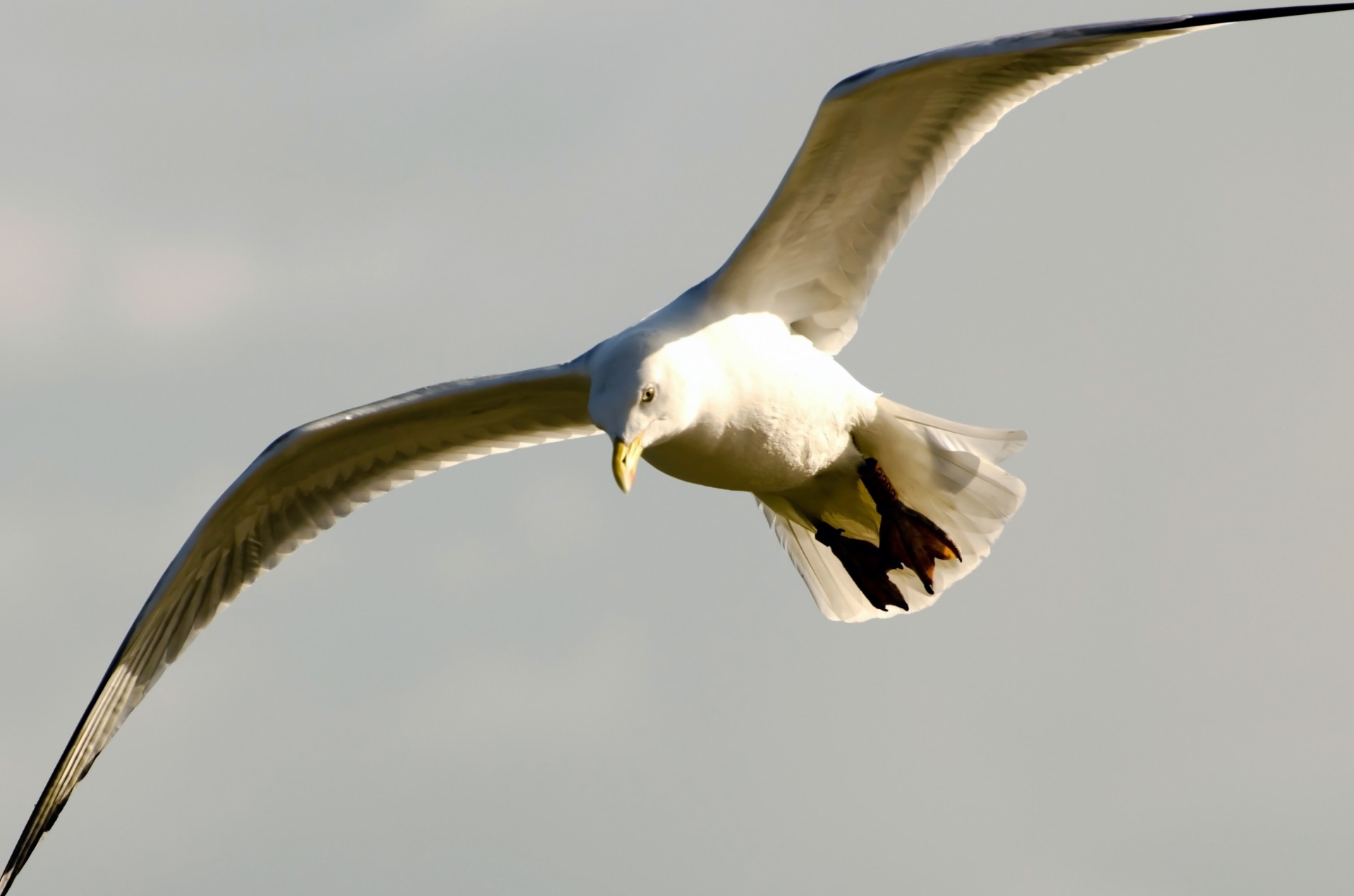 seagull bird white free photo