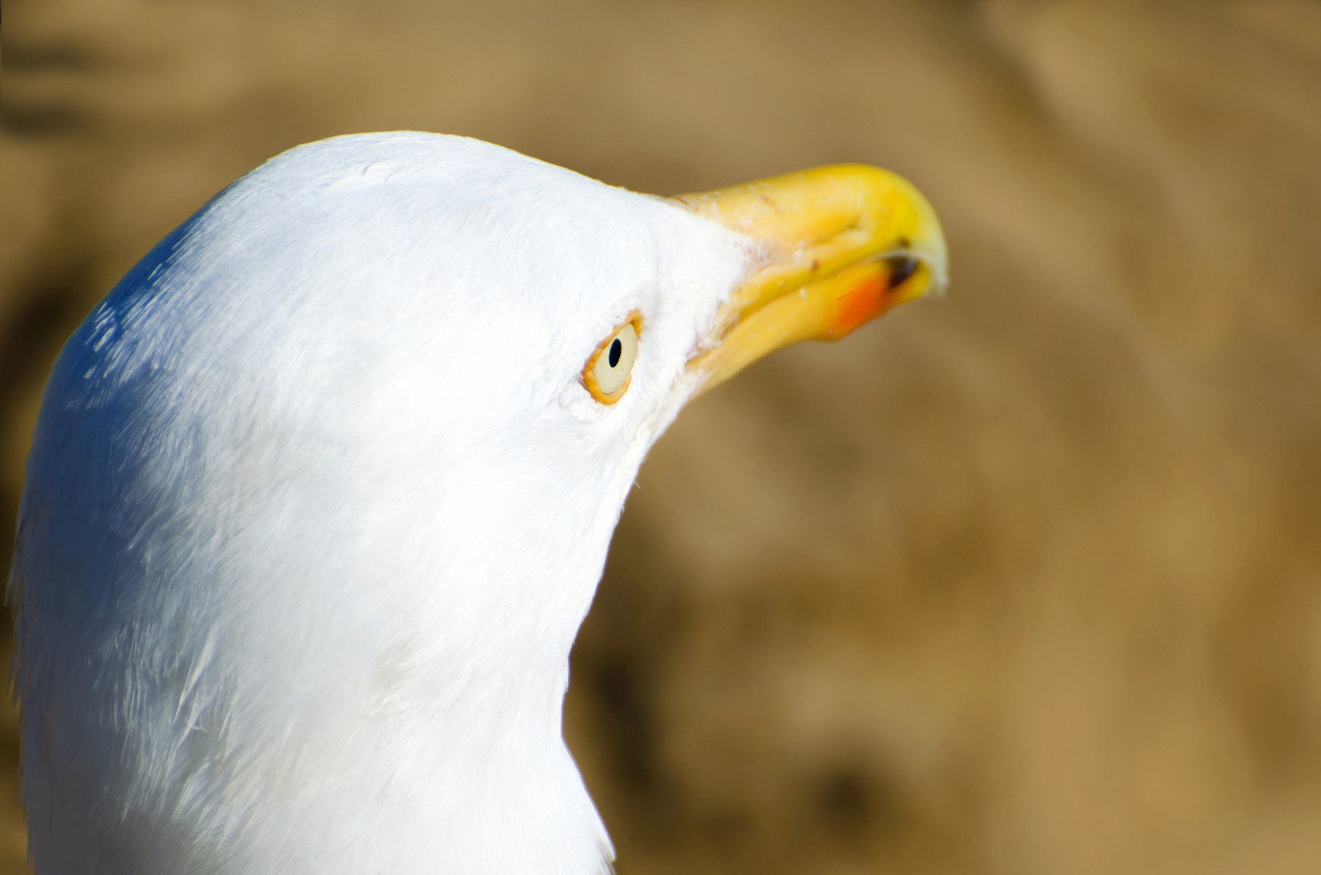 seagull bird white free photo