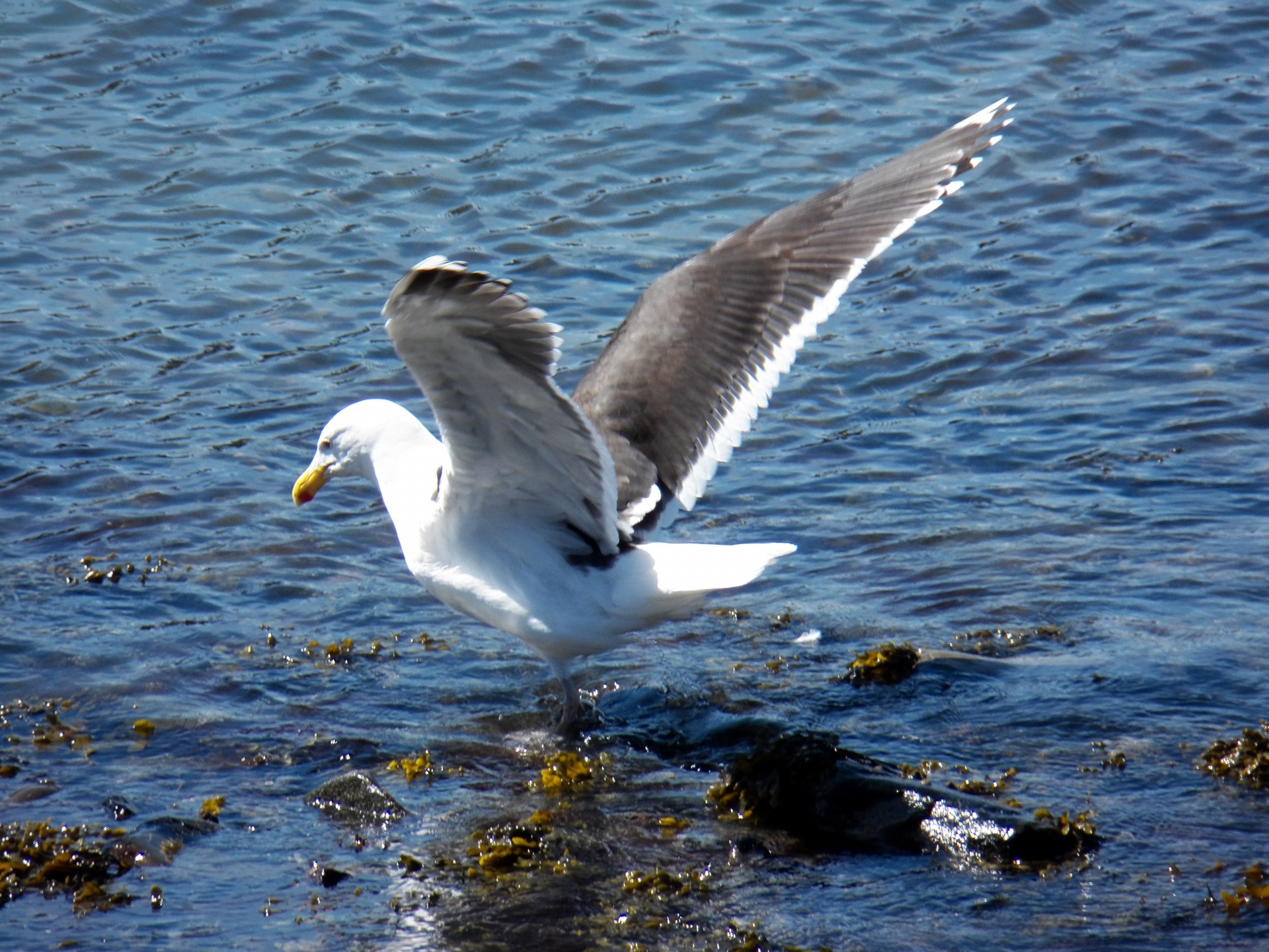 seagull seagulls gulls free photo
