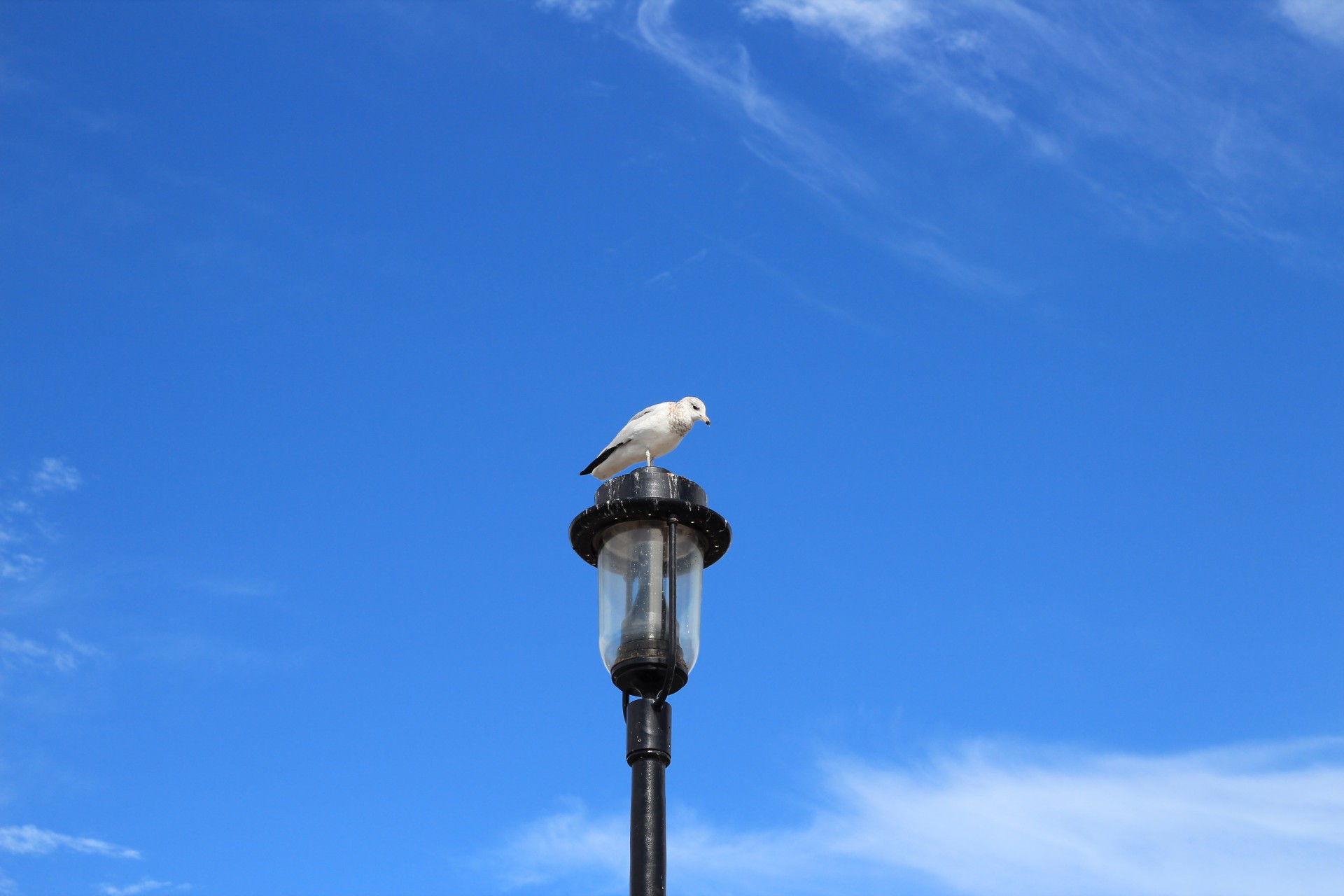 animal beach beak free photo