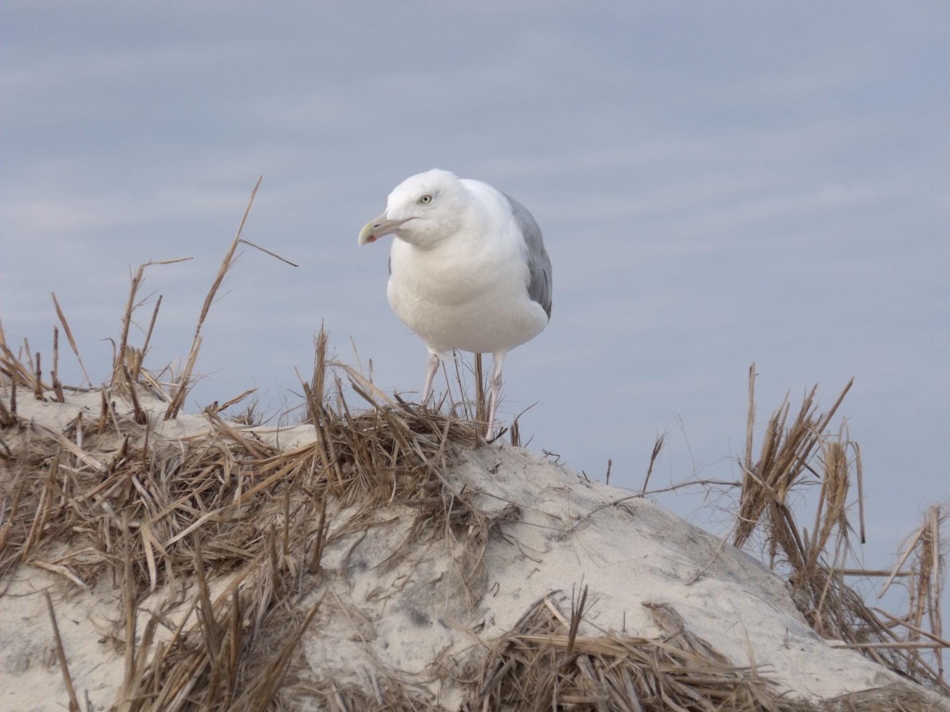 seagull at beach free photo