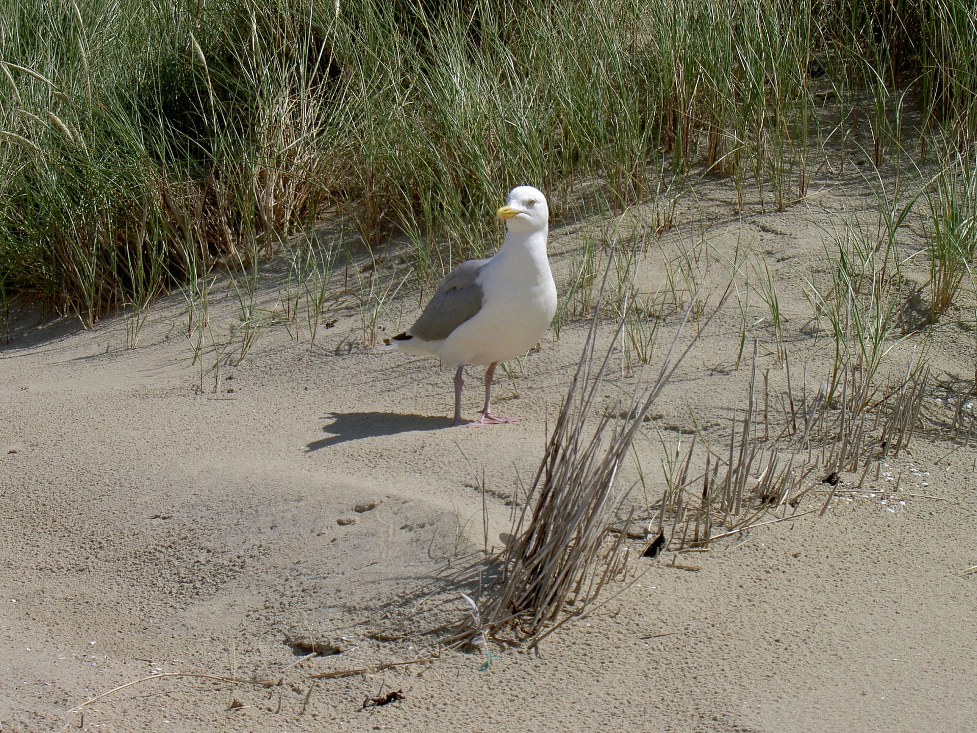 seagull netherlands north holland free photo