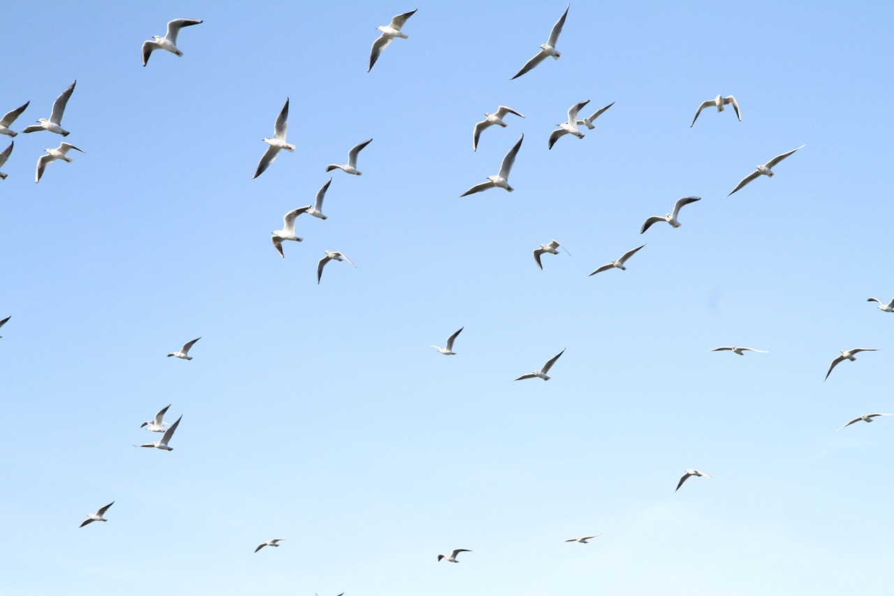 seagull bird blue free photo